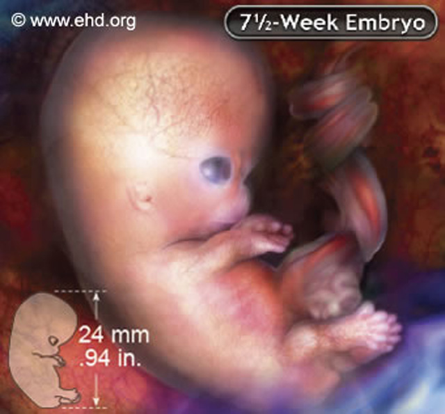 Ембрион стар 7 ½ недеља. Извор: Endowment for Human Development (http://www.ehd.org)